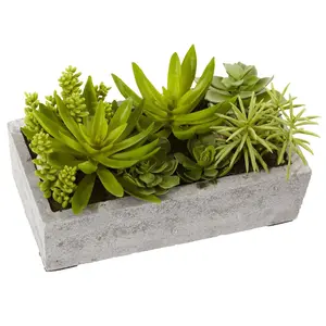 Succulent Garden w/Concrete Planter Succulent Garden w/Concrete Planter