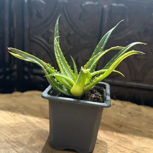 Aloe Arborenscens Variegated Succulent 2 Inch Pot