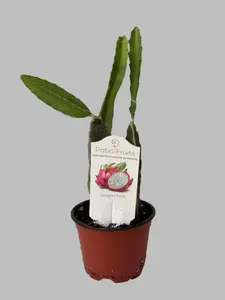 Dragon Fruit Patio Cactus - Organic - Container Gardening - Night Blooming - Easy to Grow Cactus - Tropical Climbing Cactus Tropical House Plant Rare House Plant