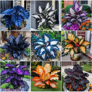 800PCS Mixed Color Hosta Seeds | Shade-Tolerant Perennial Foliage Plants, Easy to Grow & Low Maintenance, Suitable for Gardens, Pots and Outdoor Landscaping, Ideal for Shaded Areas with Decorative Layered Leaves