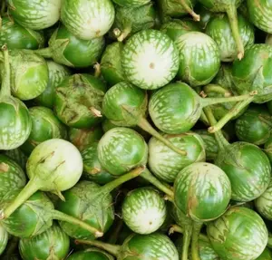 50 Green Thai Eggplant Seeds for Planting - Thai Green Round Eggplant Seeds - Solanum Melongena - Round Eggplant - Vegetable Plant