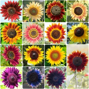 Sunflower Seeds for Planting, 15+ Varieties, 1 Oz, 300+ Mixed Seeds to Plant Colored Sunflower for Outdoors, Garden, Attracts Pollinators