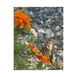 Vibrant Butterflies Satin Posters, Nature Wall Art, Floral Décor, Home Decoration, Wildlife Gifts, Butterfly Prints