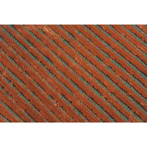 Tequila Don Julio Agave Field, Mexico