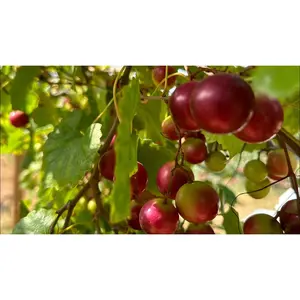 RUBY CRISP MUSCADINE