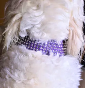 Deep Purple Dog Collar