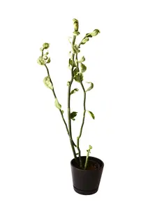 White Variegated Devil's Backbone 4" Potted Live Plant - Euphorbia tithymaloides - Zig-Zag Stems - Rare Albo Variegation - Exotic Pedilanthus - High Contrast Pastel Foliage - Low Maintenance Succulent - Unique Shifting Colors