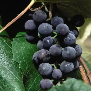 Concord Seedless Grape Vine