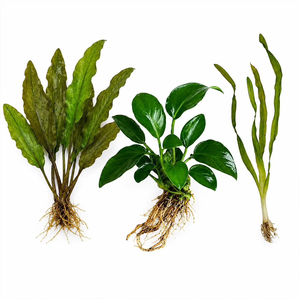 Low Light Aquarium Plants – 1 Java Fern,2 Anubias Nana