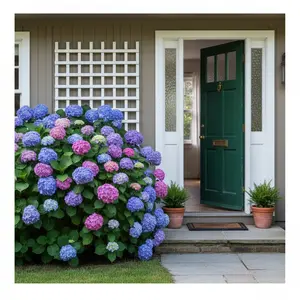 100 Mixed Color Hydrangea Seeds Blue Pink & Lavender Shades for USDA Zones 5-9 Easy Germination Home Gardens Landscaping