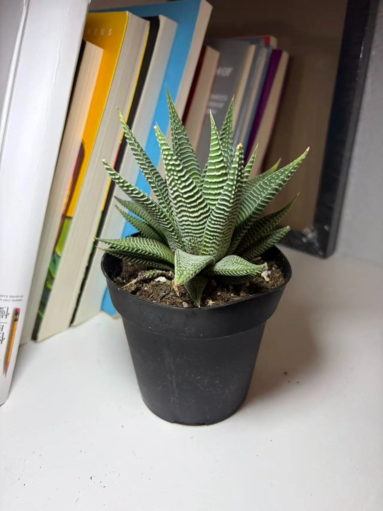 RZ-28   Haworthia Miami Live Succulent Plant 4 Inch Pot | Low Maintenance Indoor Desk Plant for Home & Office