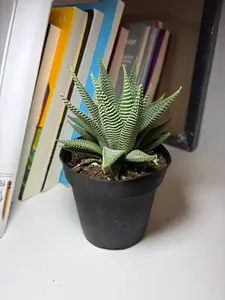 RZ-28   Haworthia Miami Live Succulent Plant 4 Inch Pot | Low Maintenance Indoor Desk Plant for Home & Office
