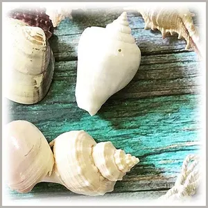 Seashell Assortment - (8 oz. Bag)