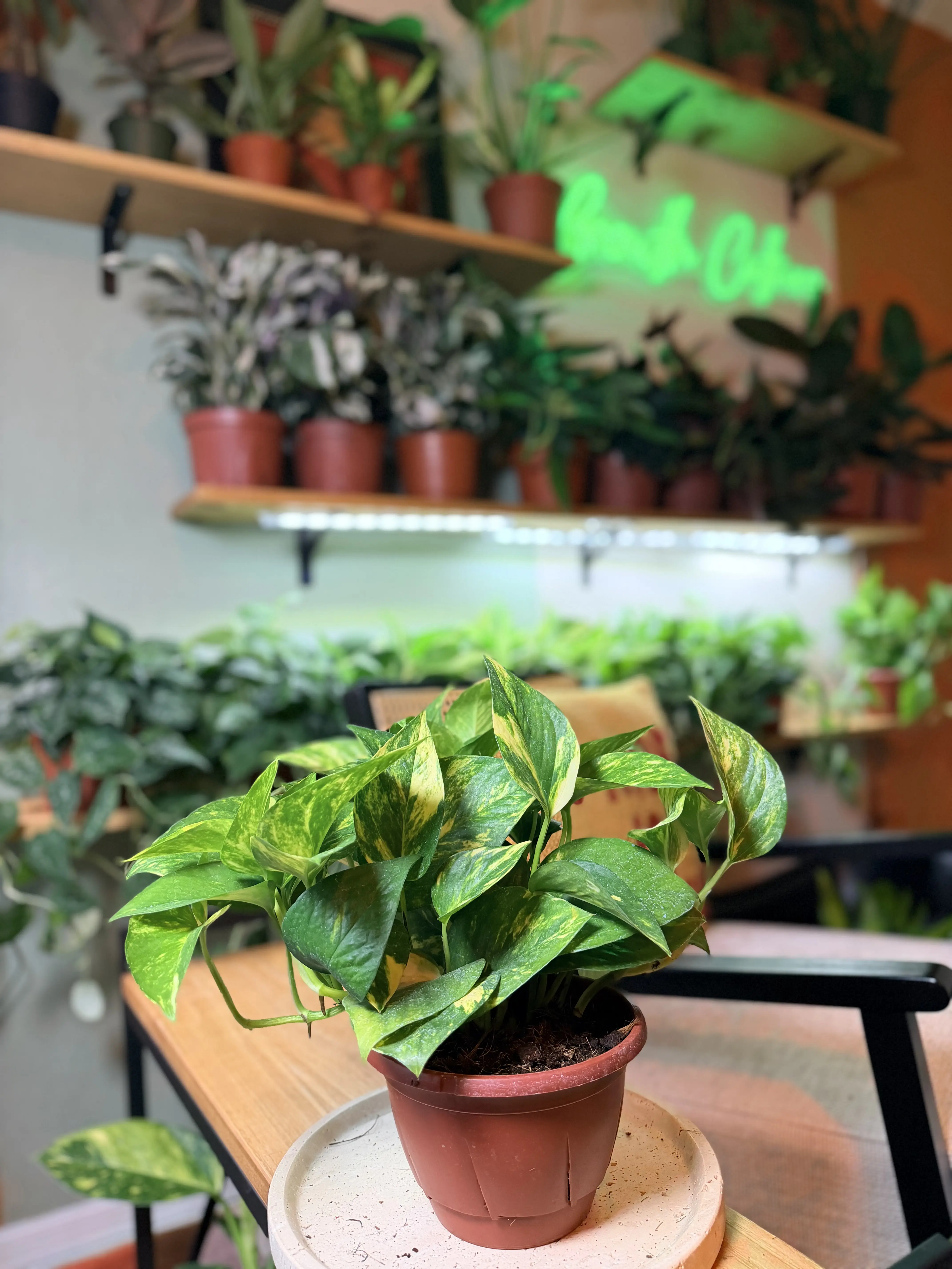 6" Hawaiian Golden Pothos – Easy-Care Tropical Beauty