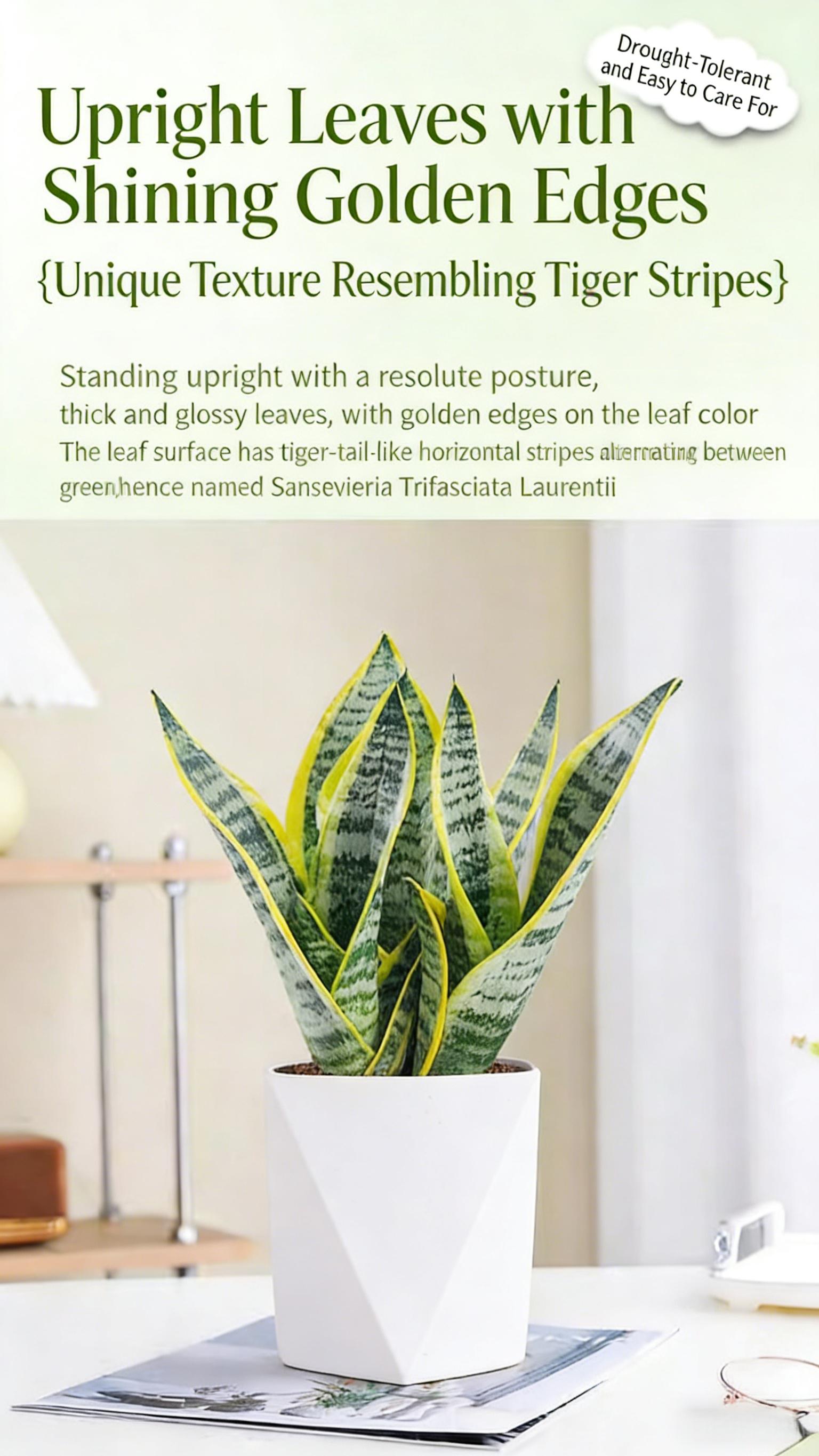Costa Farms Snake Plant, a live plant with a decorative pot, easy to care for, air-purifying succulent houseplant, perfect for home, room, or office decor, 7-11 inches tall.