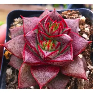 2"Live Succulent Echeveria Purpusorum 2"Live Succulent Echeveria Purpusorum
