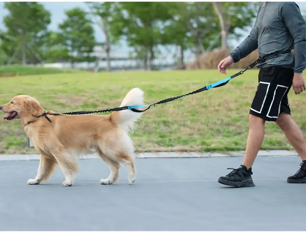 Hands Free Dog Leash with Zipper Pouch, Dual Padded Handles and Durable Bungee for Walking, Jogging and Running Your Dog