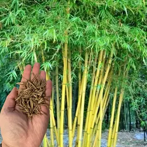 50 Yellow Bamboo Seeds