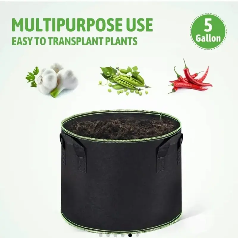 aquarium plant pots Amazon Sword Plant  Live Aquarium Plant