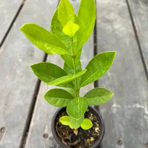 A Yellow Strawberry Guava/psidium guava live fruit tree in 4” pot/seedings Potted Plant
