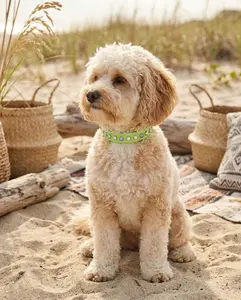 READY TO SHIP! 10.5" - 12.5" & .75" Wide Pastel Green (Discontinued) Crystals Luxury Vegan Leather Dog Collar