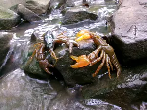 3.6" Real Craw