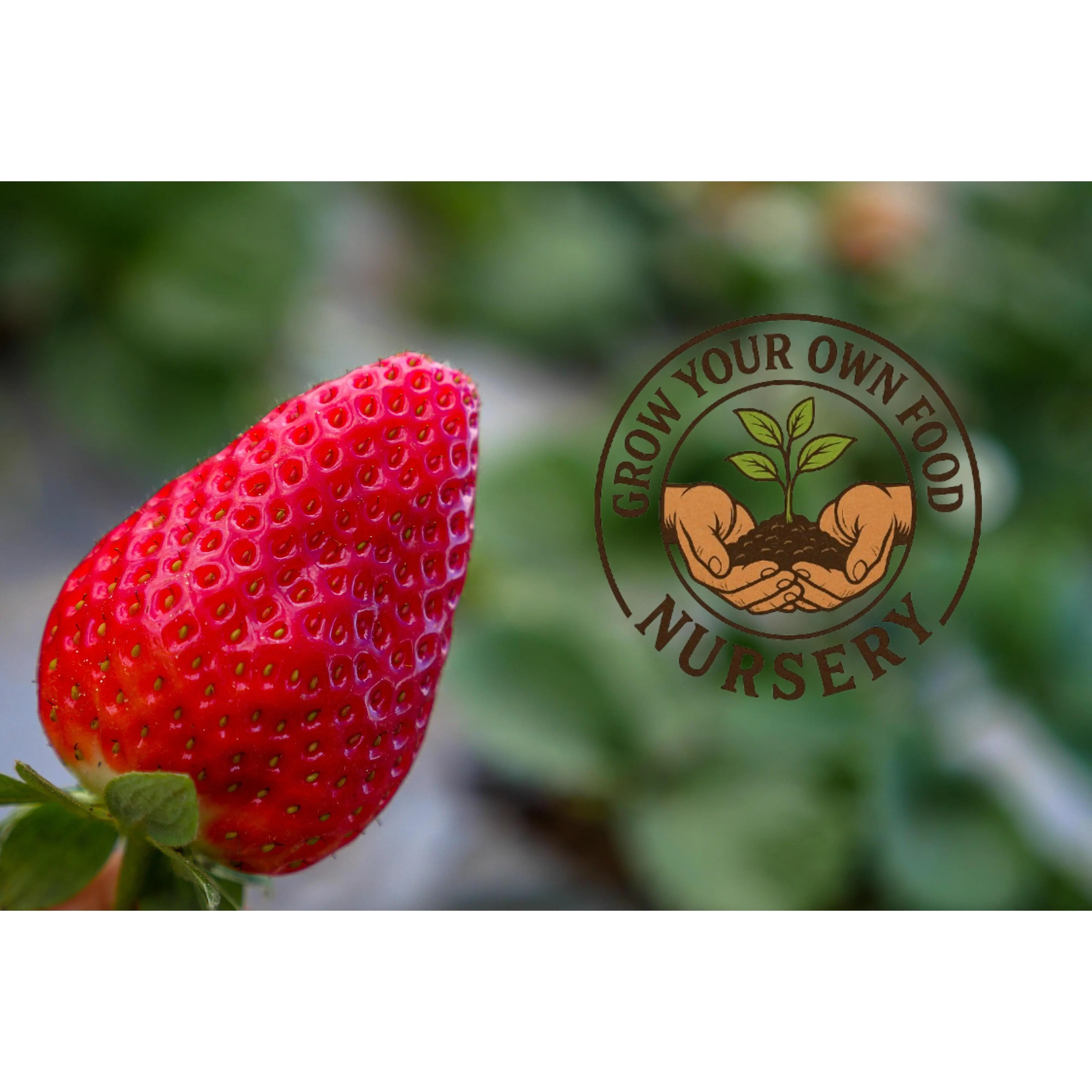 Ozark Beauty Everbearing Strawberry Live Starter Plant - Organic Nursery-Grown Addition for Home Improvement Garden Supplies