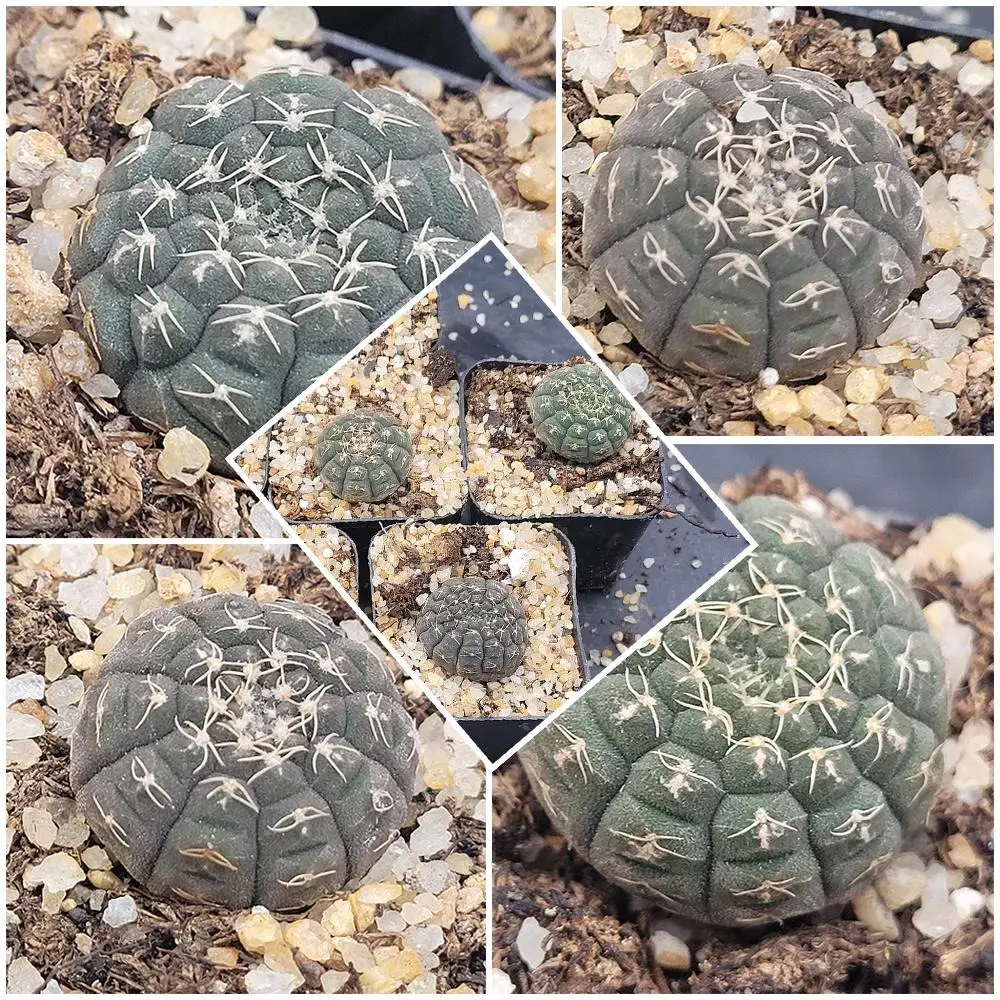 Gymnocalycium Ragonesei Bare Root Cactus - Naturally Compact, Slow-Growing, Hardy, Beginner-Friendly, Seasoned Collector Favorite with Geometric Ribbing, Rugged Texture, Earthy Tones, Strong Adaptability for Home Garden Pots & Planters
