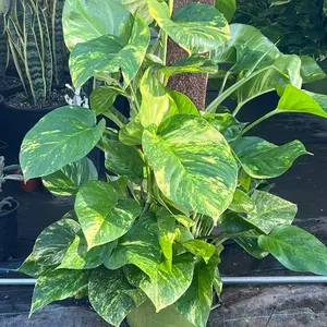 Hawaiin Pothos (Poled) | XL Tropical Houseplant | 10”