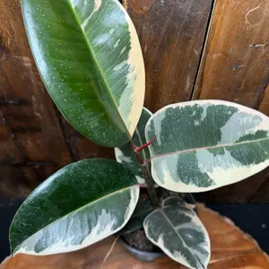 Ficus Tineke