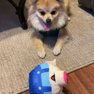 Geoorood USB-Rechargeable Interactive Pig Toy for Small & Medium Dogs – Bouncing, Singing, Voice-Repeating Plush Ball with Washable Cover (Red/Blue)