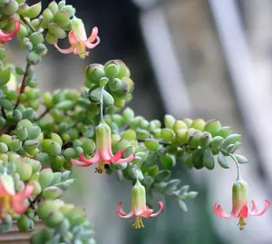 Set 2 Live Cotyledon Pendens Plant - Trailing Succulent - Cliff Cotyledon -  2 Inch Pot