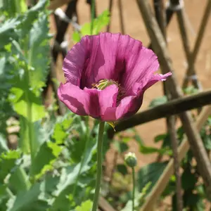 Organic Zahir Poppy Seeds (Papaver somniferum) – 150+ Seeds for Bold Blooms, Pollinator Gardens, and Unique Garden Displays