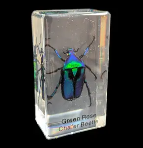 Green Rose Chafer Beetle In Acrylic