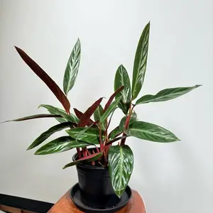 Stromanthe sanguinea Stripestar Medium Light Plant in Black Pot