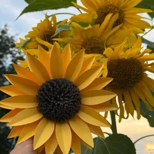 6 Large Sunflower Paper Birthday Decor Handmade Sunflower Birthday Decor Bridal Decor Yellow Floral Artwork Decorative Fruit