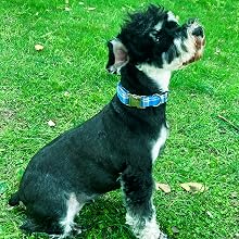 Green Pumpkin Print Flower Paws Dog Collar - Cotton Fabric, Chew Resistant, Adjustable Fit, Durable Metal Buckle, Multi-Size Halloween Collar for Small, Medium & Large Dogs, Skin-Friendly