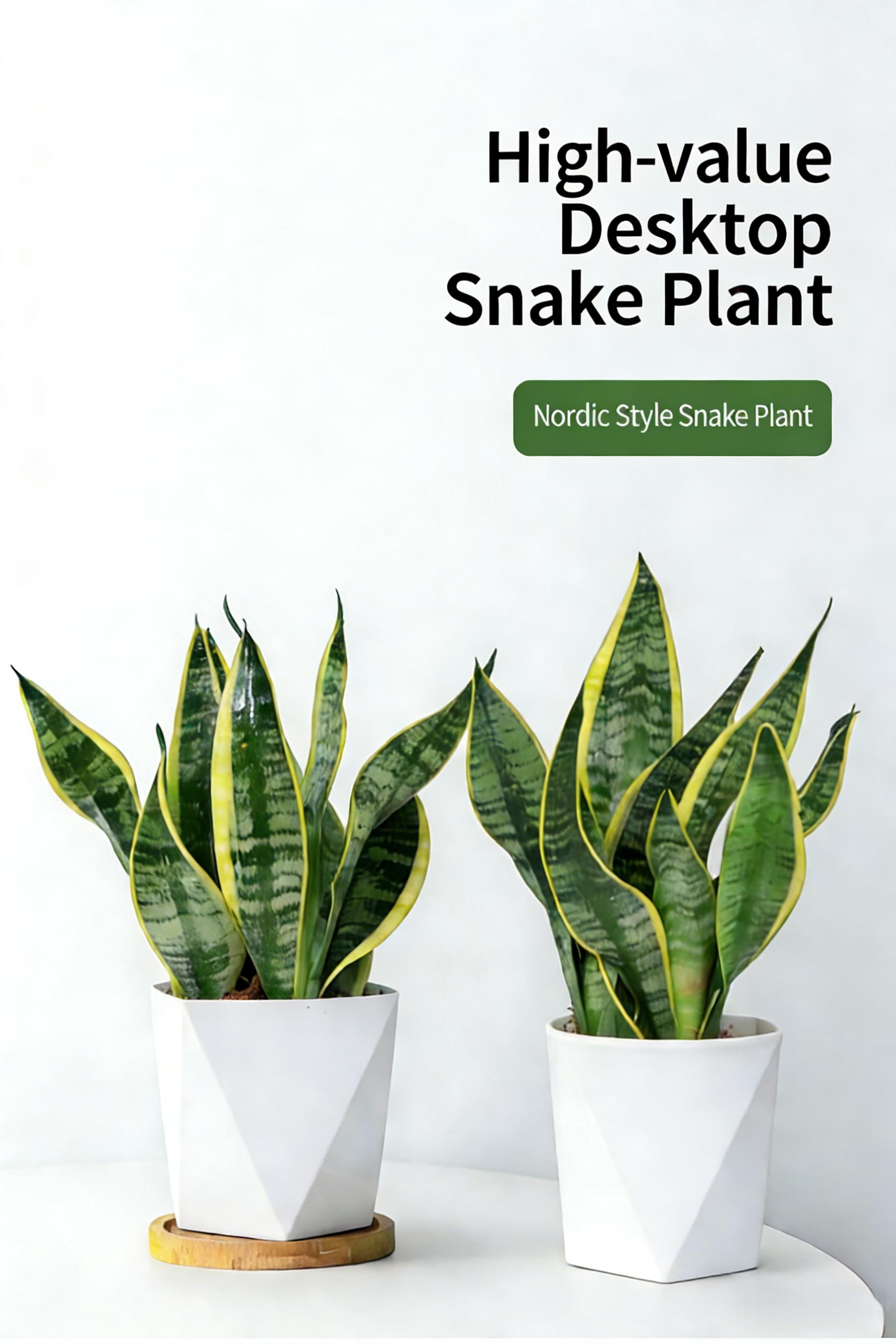 Costa Farms Snake Plant, a live plant with a decorative pot, easy to care for, air-purifying succulent houseplant, perfect for home, room, or office decor, 7-11 inches tall.
