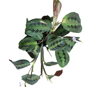 Maranta Red 4"