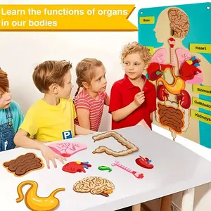 3D Felt Human Organ Models & Human Body Anatomical Charts |   Ideal for School and Home Educational Learning Activities