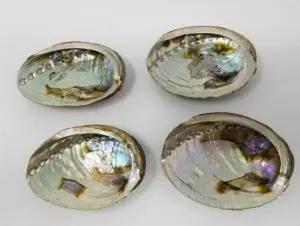 Small abalone shell