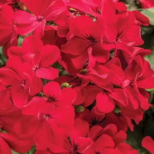 Green River 10 Red Geranium Seeds - Flower Seed Pack, Premium Cranesbill Variety, Pollinator Garden Favorite, Perennial Flower For Containers And Borders, Easy To Grow Blooms For Vibrant Ground Cover
