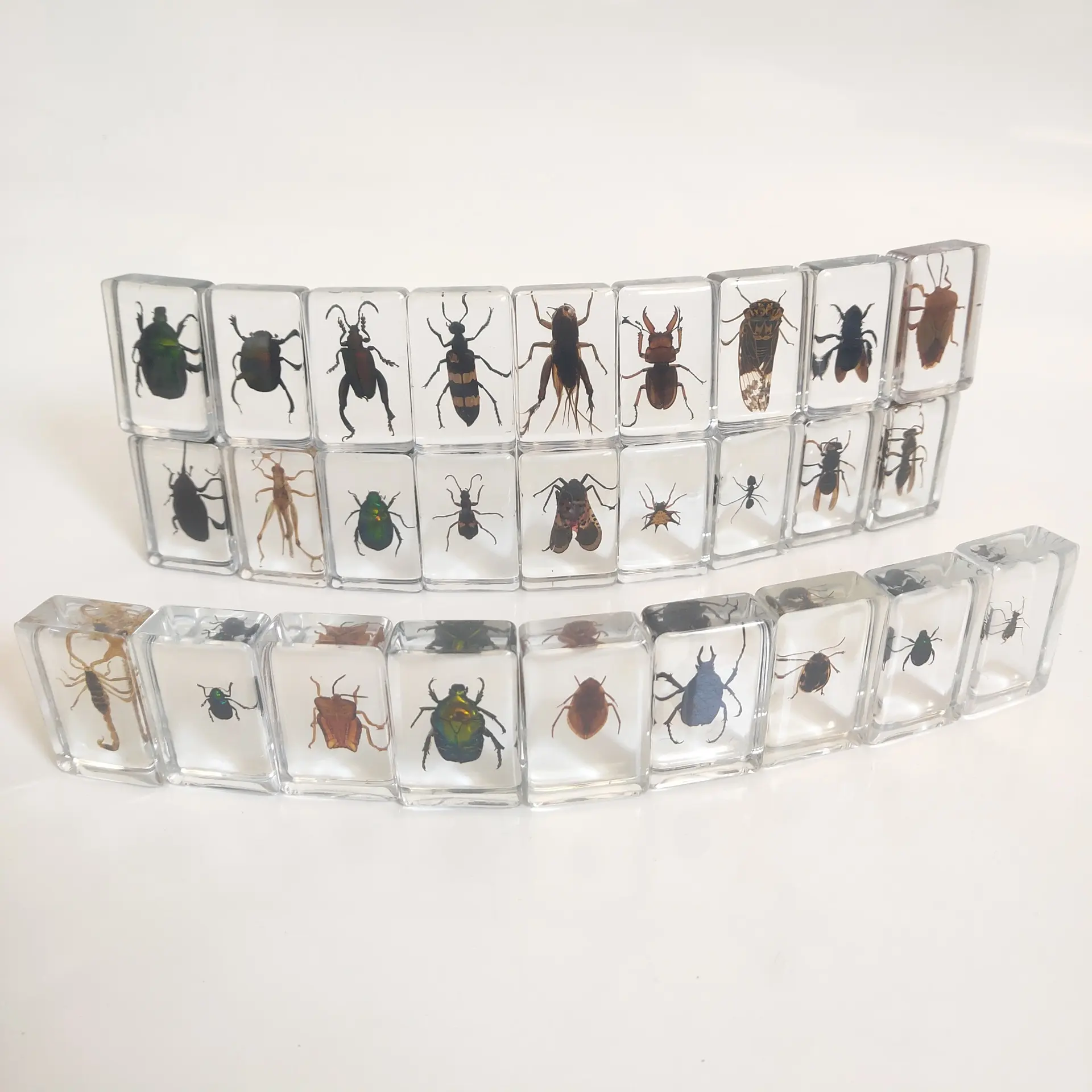 Insect Amber Specimen with Cicada, Wasp, Hornet, Cricket Species - Science Educational Craft, Early Learning Teaching Aid, Unique Collectible Decor Gift