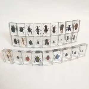 Insect Amber Specimen, Science Educational Craft, Early Learning Teaching Aid, Creative Gift & Unique Decor