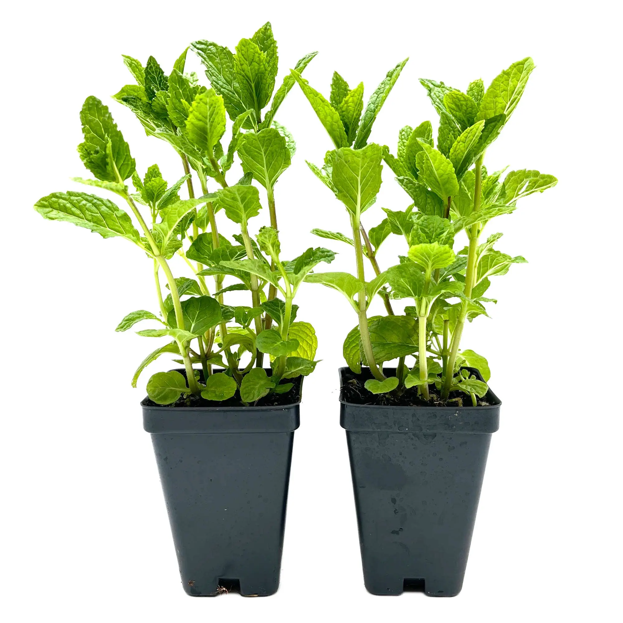 Spearmint (Mentha spicata)