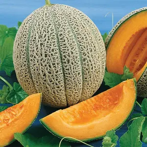 Hales Best Jumbo Cantaloupe (Cucumis melo 'Hales Best Jumbo') Heirloom Seeds – Large Sweet Melons, Classic Home Garden Variety