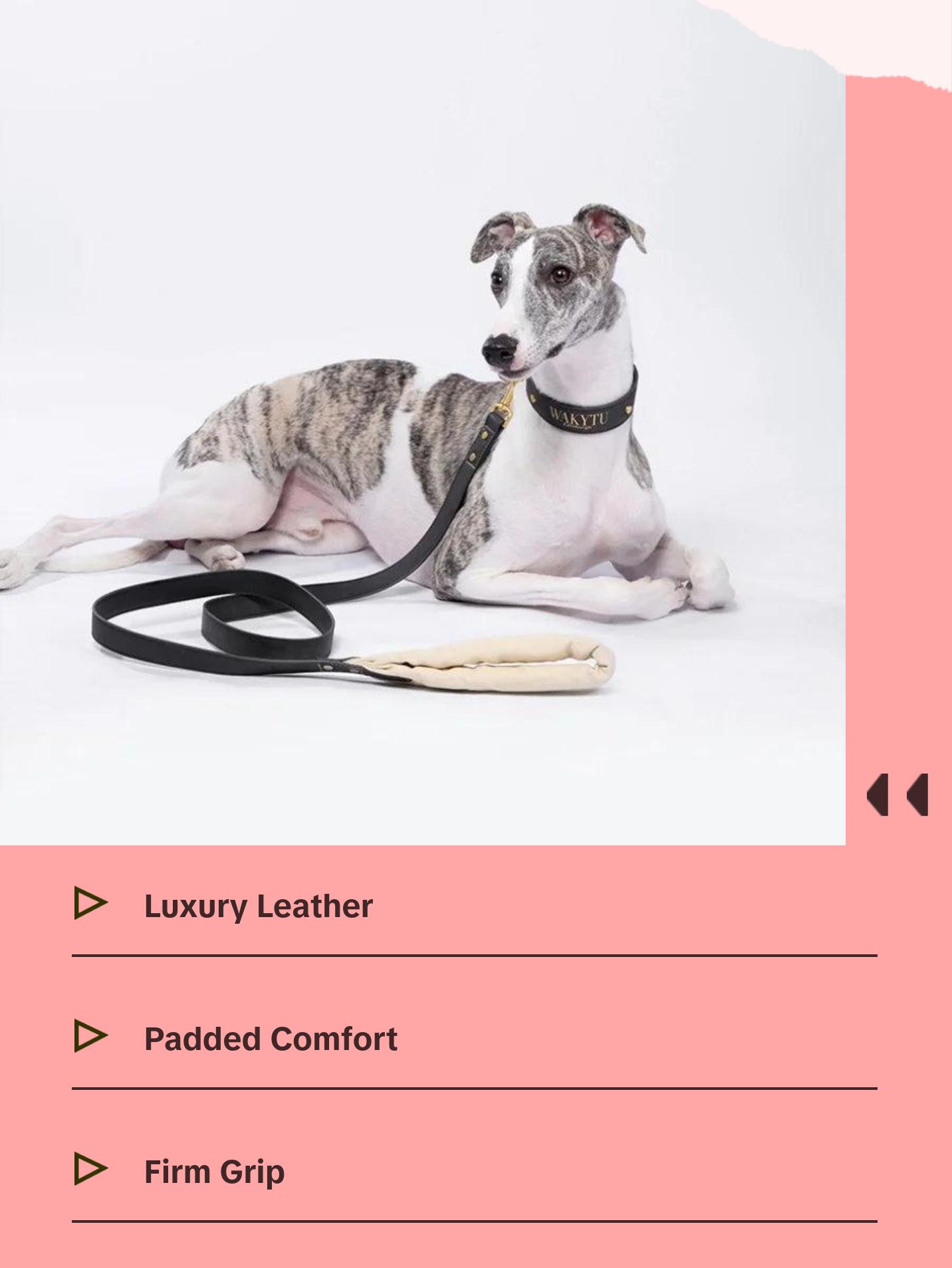 Luxury Leather Dog Collar & Leash with Padded Handle