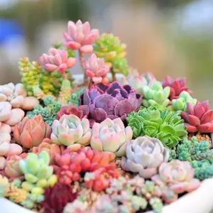 200pcs Rare Mixed Succulent Seeds - Beautiful and Colorful Collection