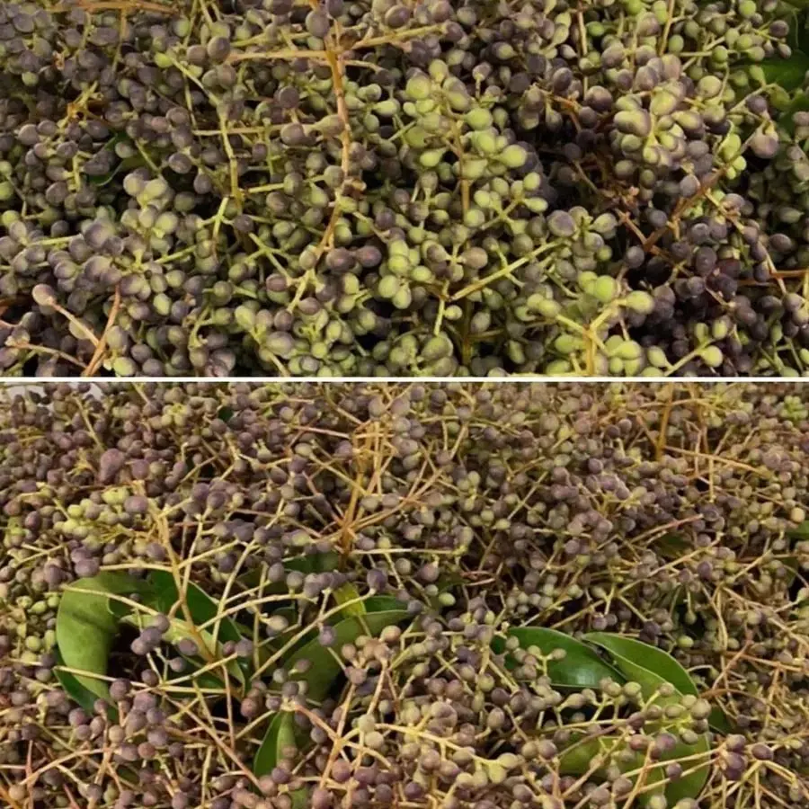 Privet Berry