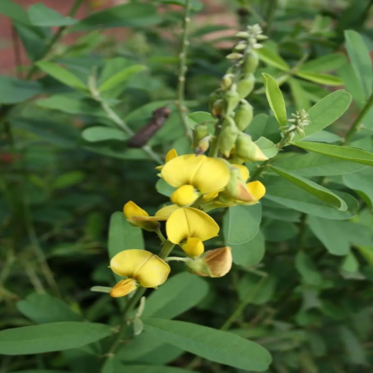 200 Seeds Fresh Chipilin Seeds Chipilin Guatemalan Seeds